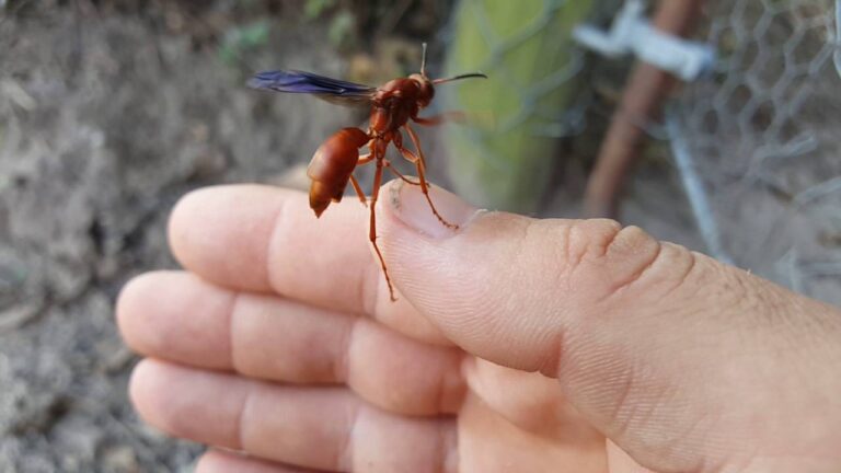 red wasp Texas