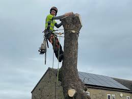 best tree surgeon in Swindon