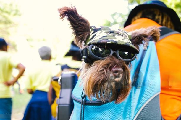 carrier sling for dogs