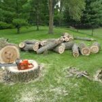 deadwood removal.