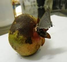 anar butterfly